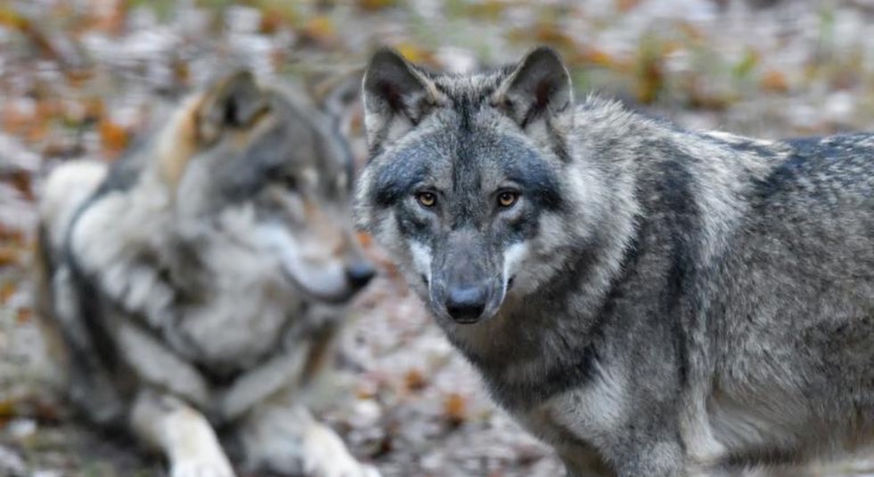 Un couple de loups