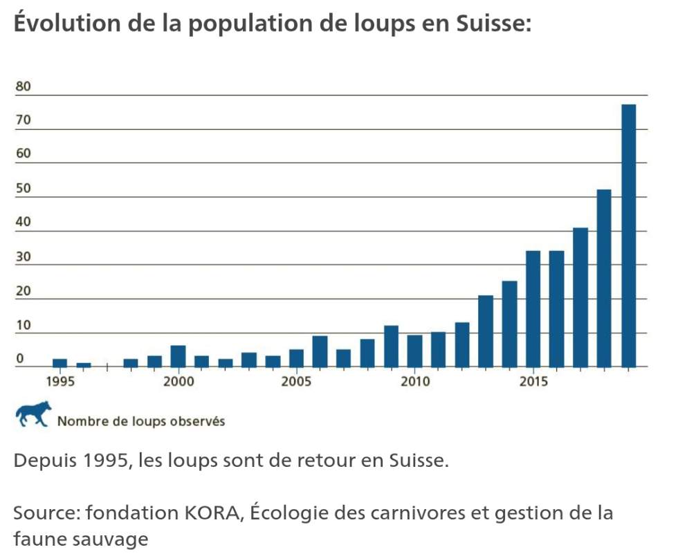 graphique montrant l'évolution du nombre d'individu (loup) en Suisse entre 1995 et 2019