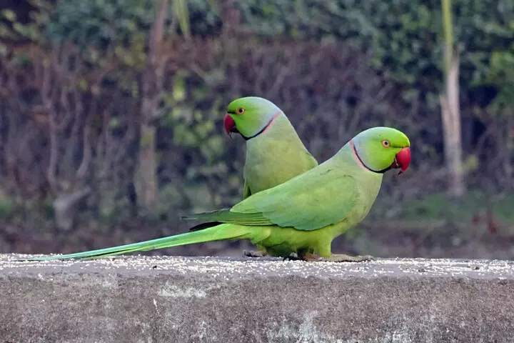 Photo de deux perruches à collier en Ile de France