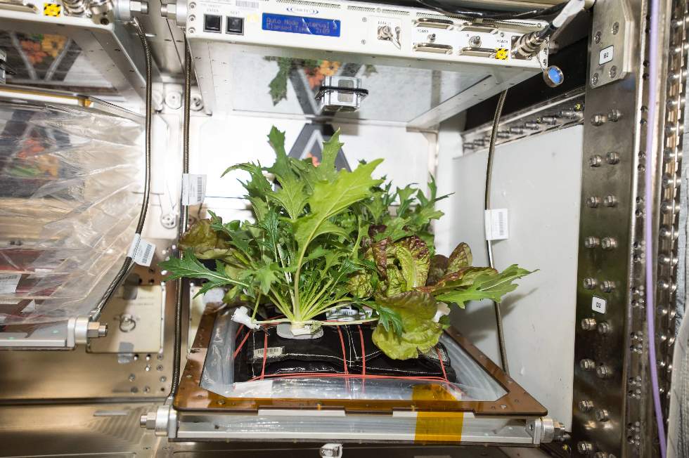 Salade plantée dans la station spatiale internationale